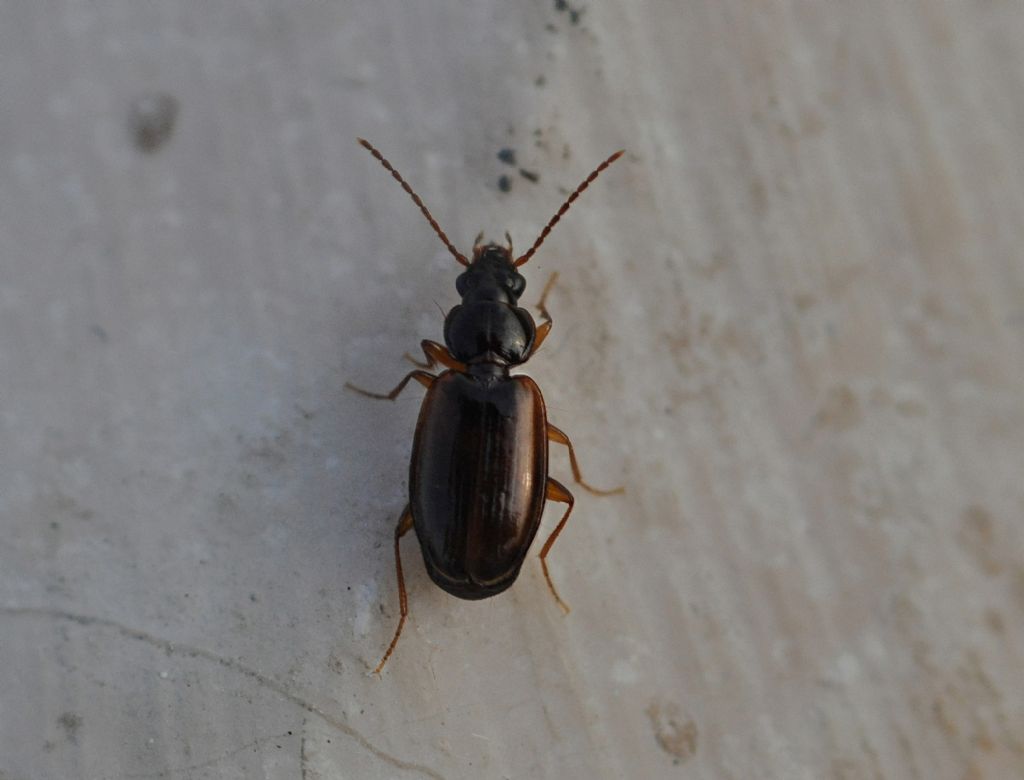 Carabidae: Trechus quadristriatus